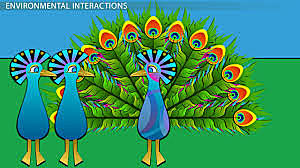 The Descent of Man, and Selection in Relation to Sex