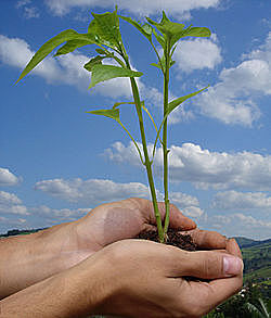 Día del Medio Ambiente