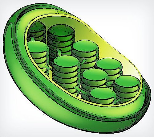 Descubrimiento del Cloroplasto