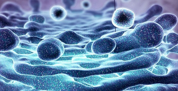 Descubrimiento de los Ribosomas