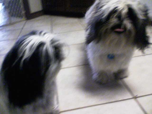 ASH and sister get new puppies