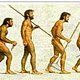Evolucion del hombre1