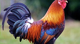 Timeline: Chickens