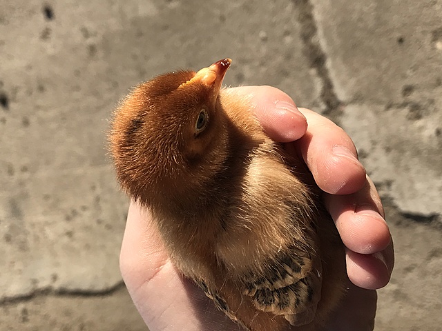 First chicks