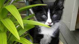 Timeline: Dakotas log