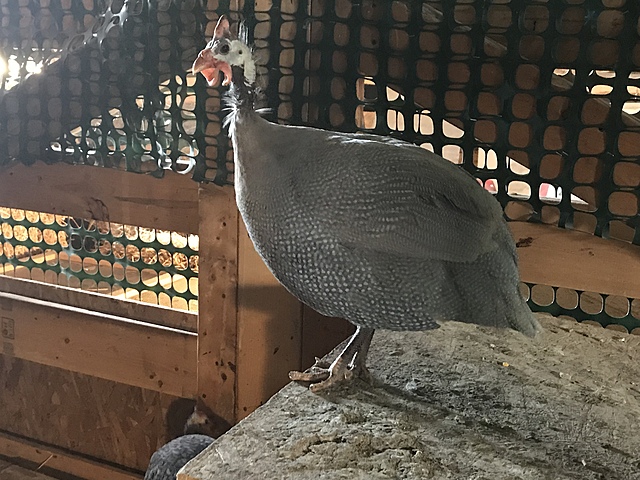 Guinea Hens