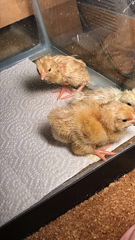 Homemade Chicks