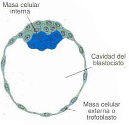 Día 6. Pared epitelial del blastocito.