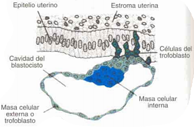 Día 7. Implantación.