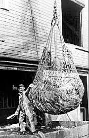 The Halibut Treaty (Political)