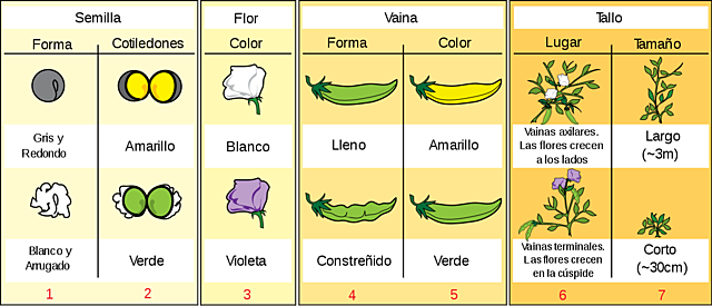Hibridación en guisantes