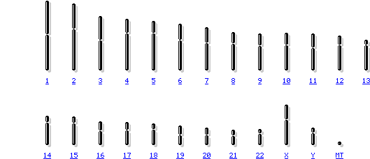Mapa genético de un cromosoma