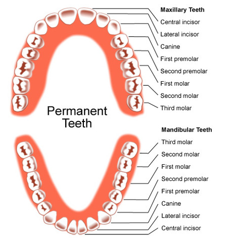 First tooth loss