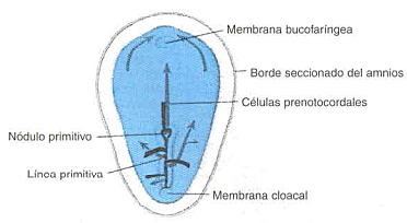 Día 16. Invaginación.
