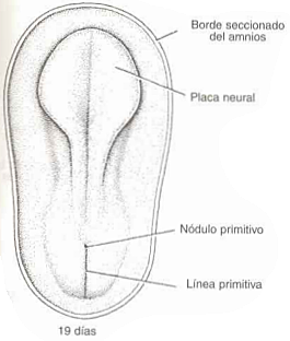 Día 19. Neurulación