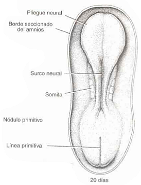 Día 20. Aparición de somitas.