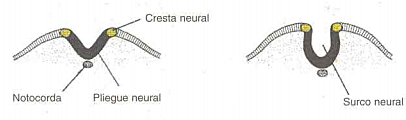 Día 21. Placa neural y  Surco neural