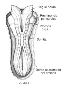 Día 22. Tubo neural