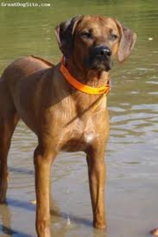 Adopted my dog, Sadie