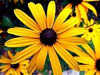 Las diferentes formas de las flores en plantas de la misma especie