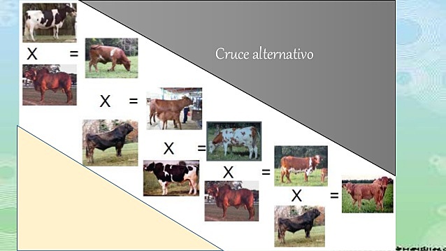 Los efectos de cruzamiento y la autofecundacion en el reino animal