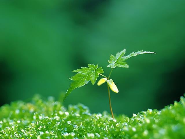 День зелени или Мидори-но хи в Японии