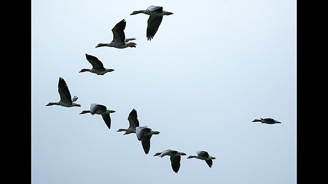 Всемирный день мигрирующих птиц