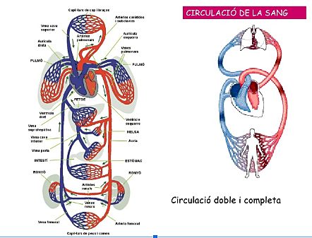 La circulació de la sang  (William Harvey)