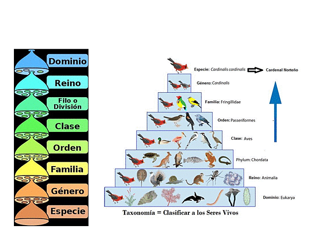 Clasificación de los seres vivos