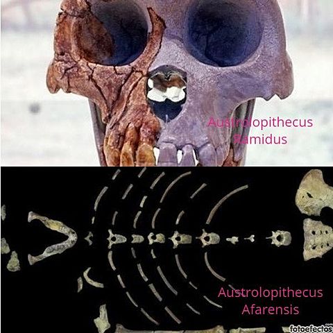 Descubrimiento en la Paleontología