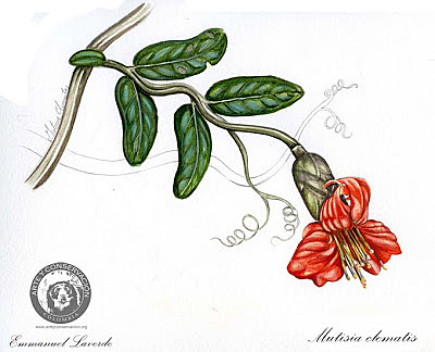 La expedición Botánica