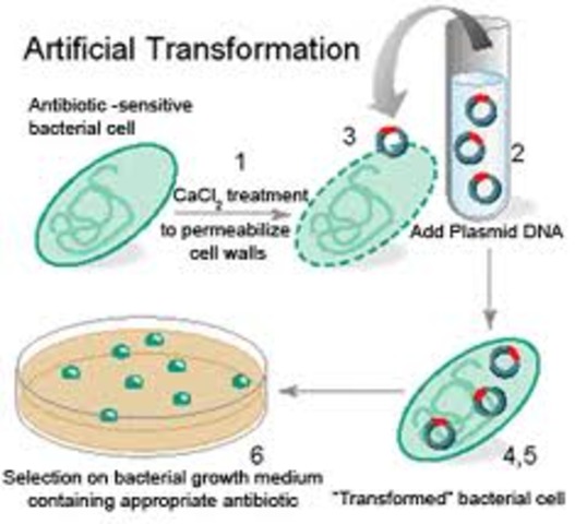 Transformation of Bacteria