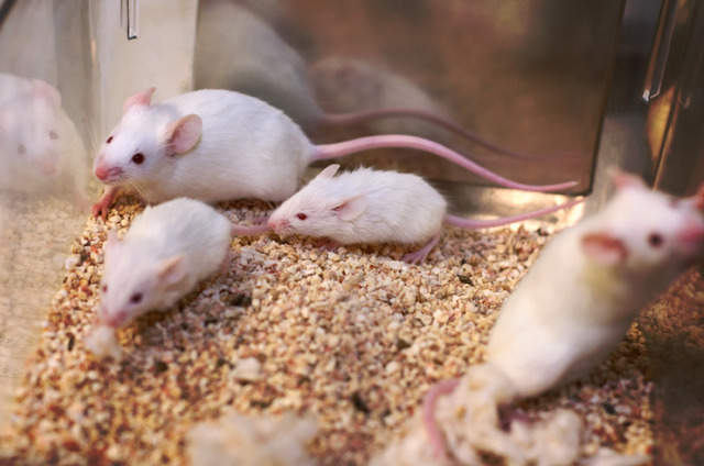 Genetics could be moved from one strain to another