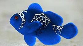 Timeline: Feminist Timeline