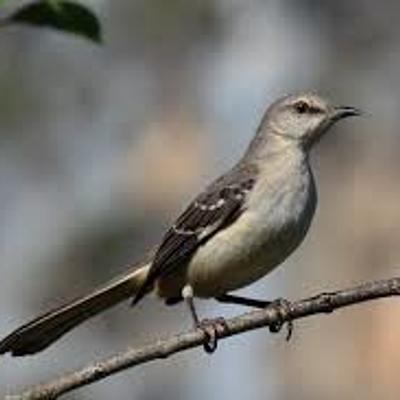 Timeline: To Kill a Mockingbird