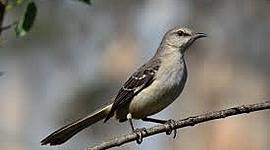 Timeline: To Kill a Mockingbird