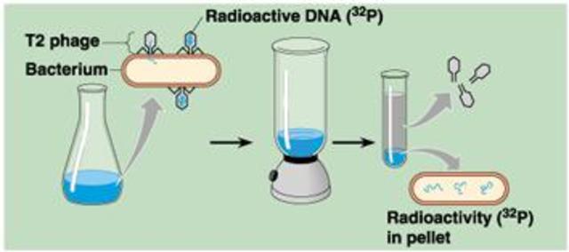 Viruses replicate using DNA