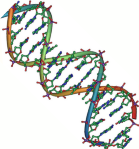 DNA is double helix