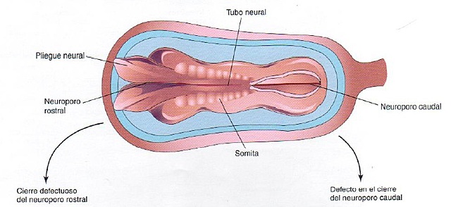 Día 25. Cierre de neuroporo craneal o anterior