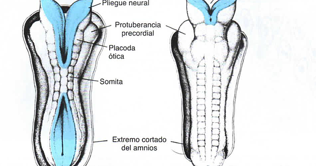 Día 27. Cierre de neuroporo posterior o caudal