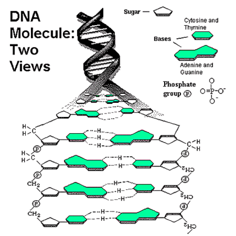 Structure of DNA