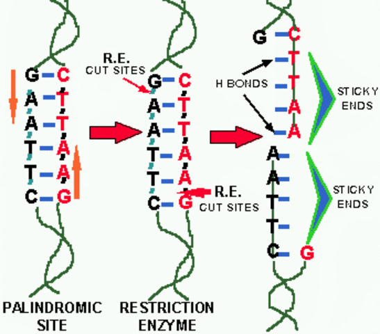 Bacterial restriction enzymes cut DNA