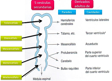 Vesículas Definitivas.