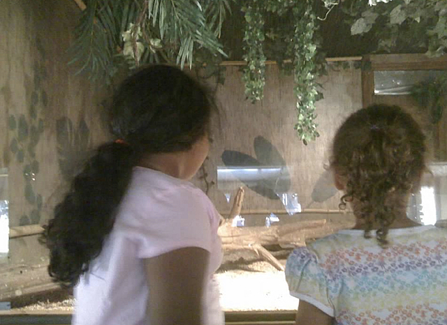 First time going to the zoo