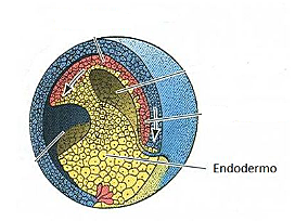 Día 15. Endodermo