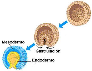 Día 16. Mesodermo.