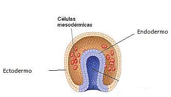 Día 16. Ectodermo