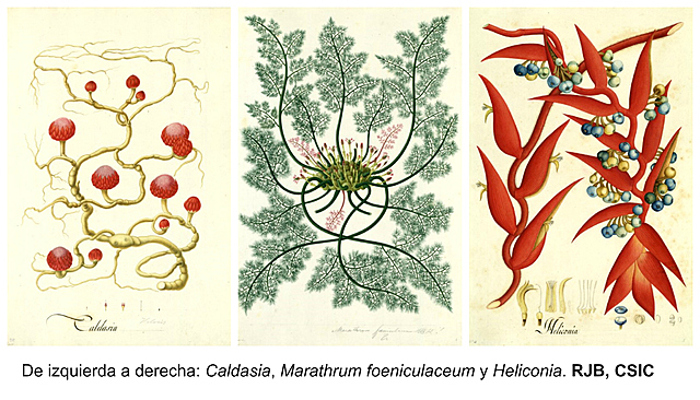 José Celstino Mutis