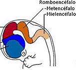 Vesícula mielencefálica