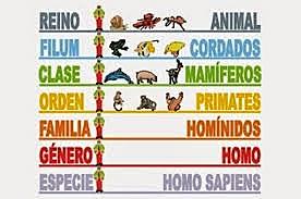 Clasificación de los seres vivos